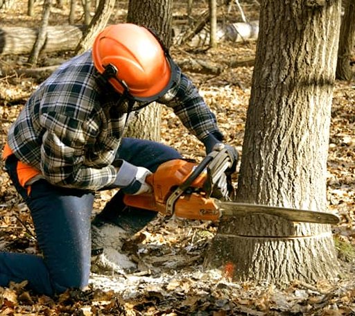 Tree Removal in Custer, MI